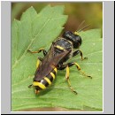 Ectemnius sexcinctus - Grabwespe 02 11mm.jpg